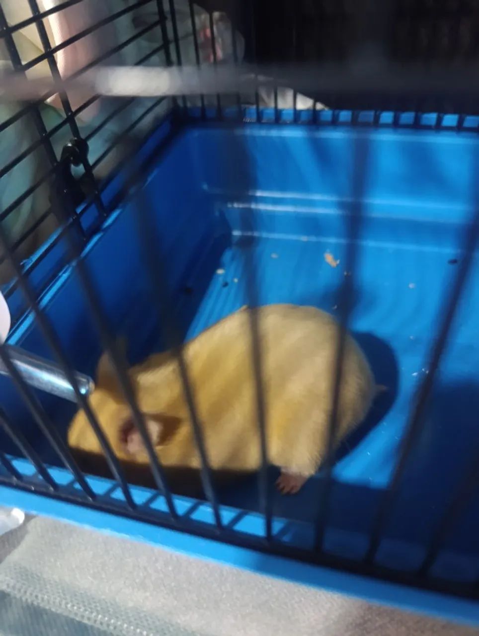 HAMSTER - Foto 2