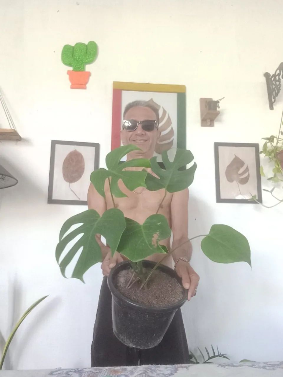 Plantas  - Foto 2