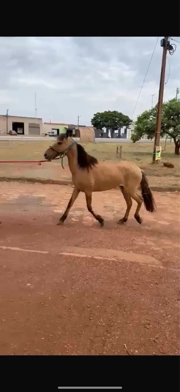 ÉGUA MARCHA PICADA PRENHA GARANHÃO PAMPA - Foto 3