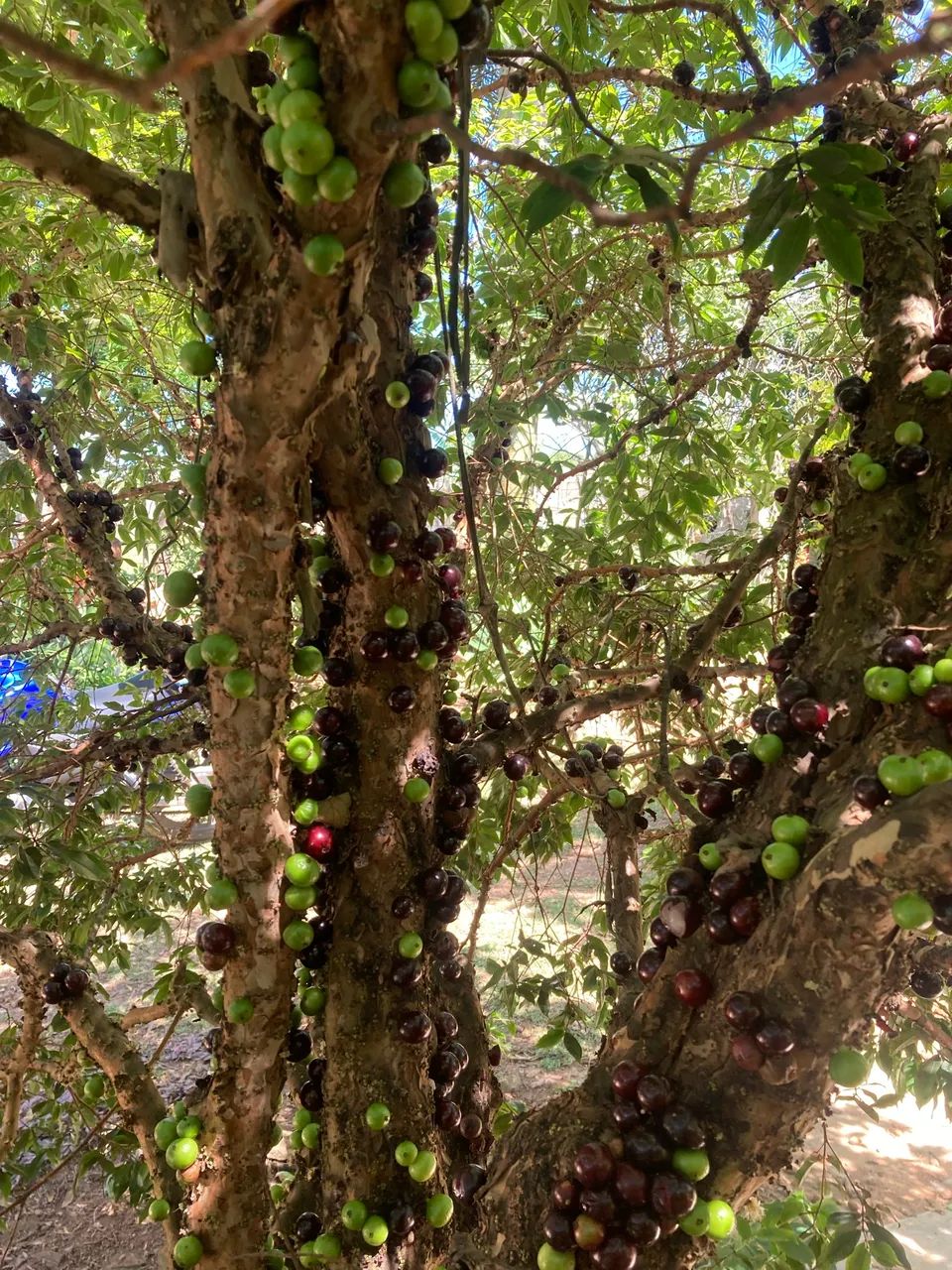 Chácara em São Miguel Arcanjo  - Foto 2