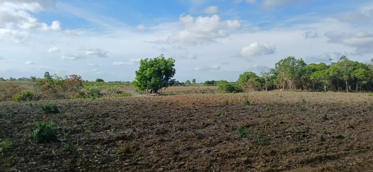 Vendo sitio em maragogi - Foto 4