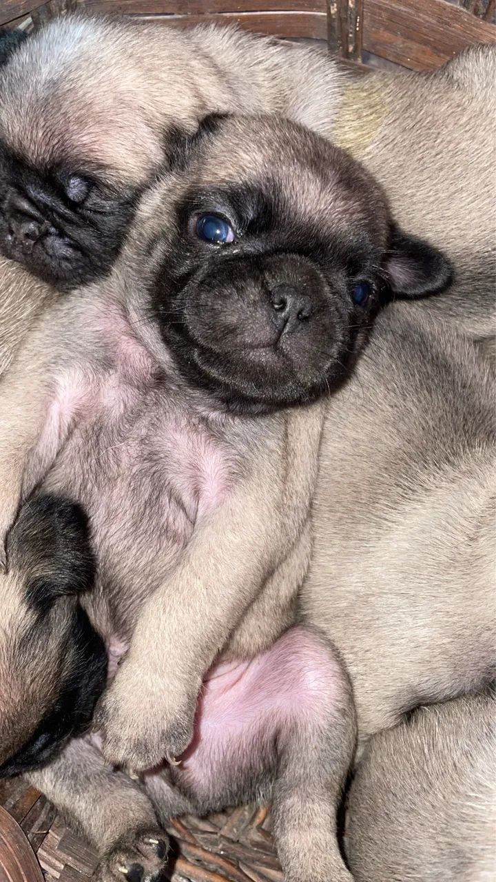 Pug macho  - Foto 2
