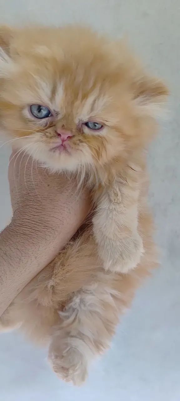 Filhote de persa a pronta entrega  - Foto 3