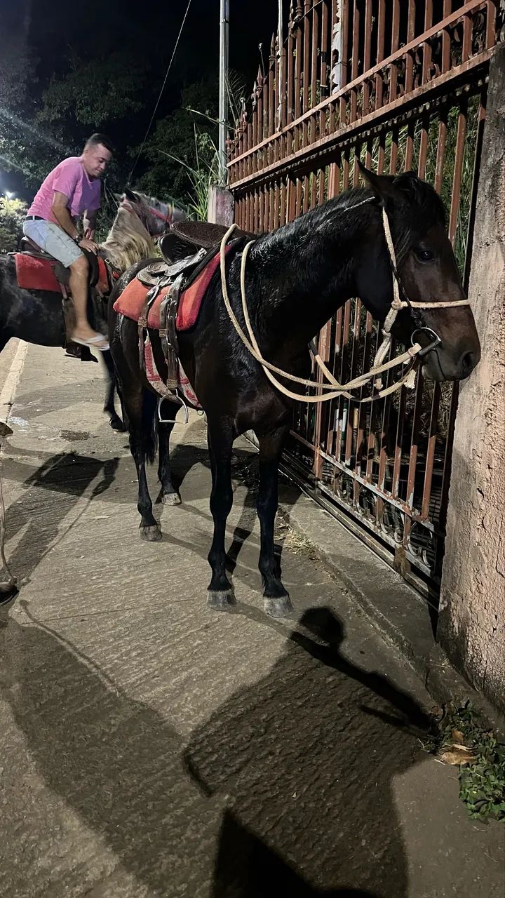 Cavalo  - Foto 2