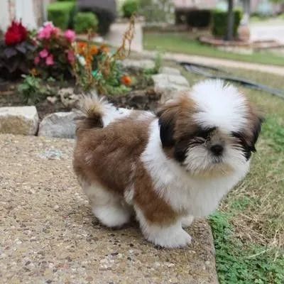 shih tzu bem pequenos e peludos 