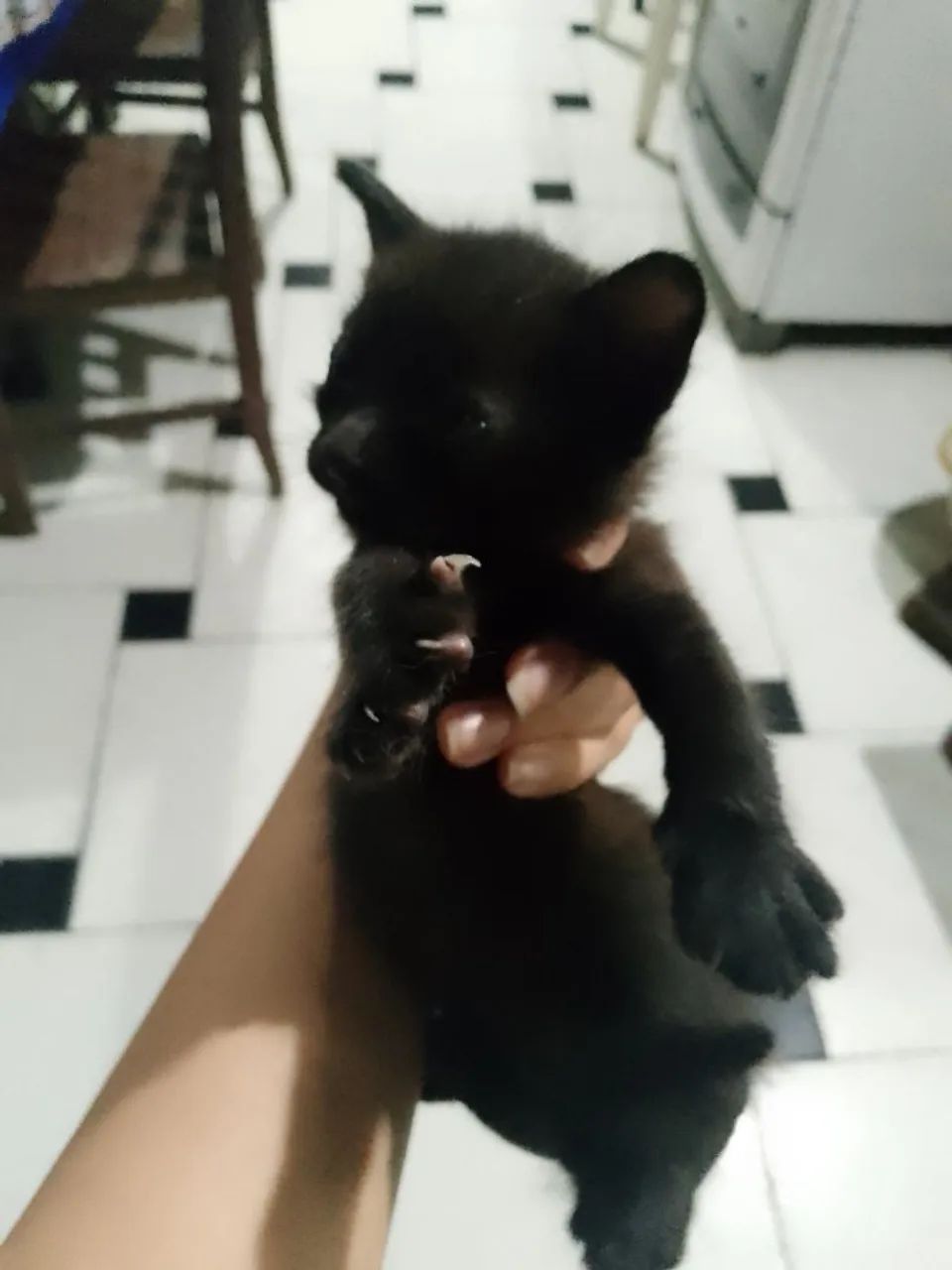 Gatinhos filhotes para adoção  - Foto 3