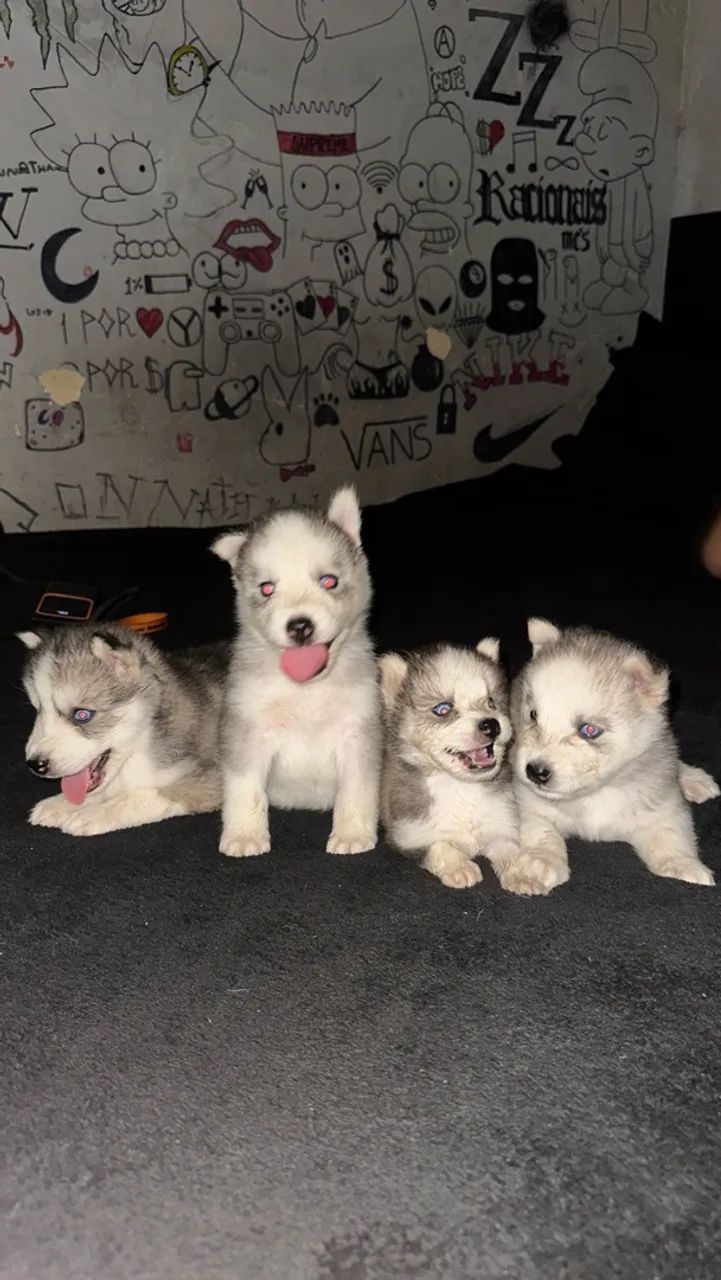 Husky Siberiano 