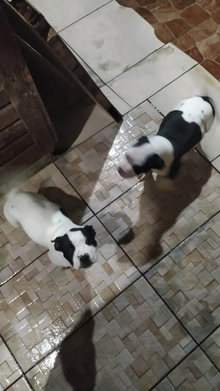 Filhote pitbull - Foto 2