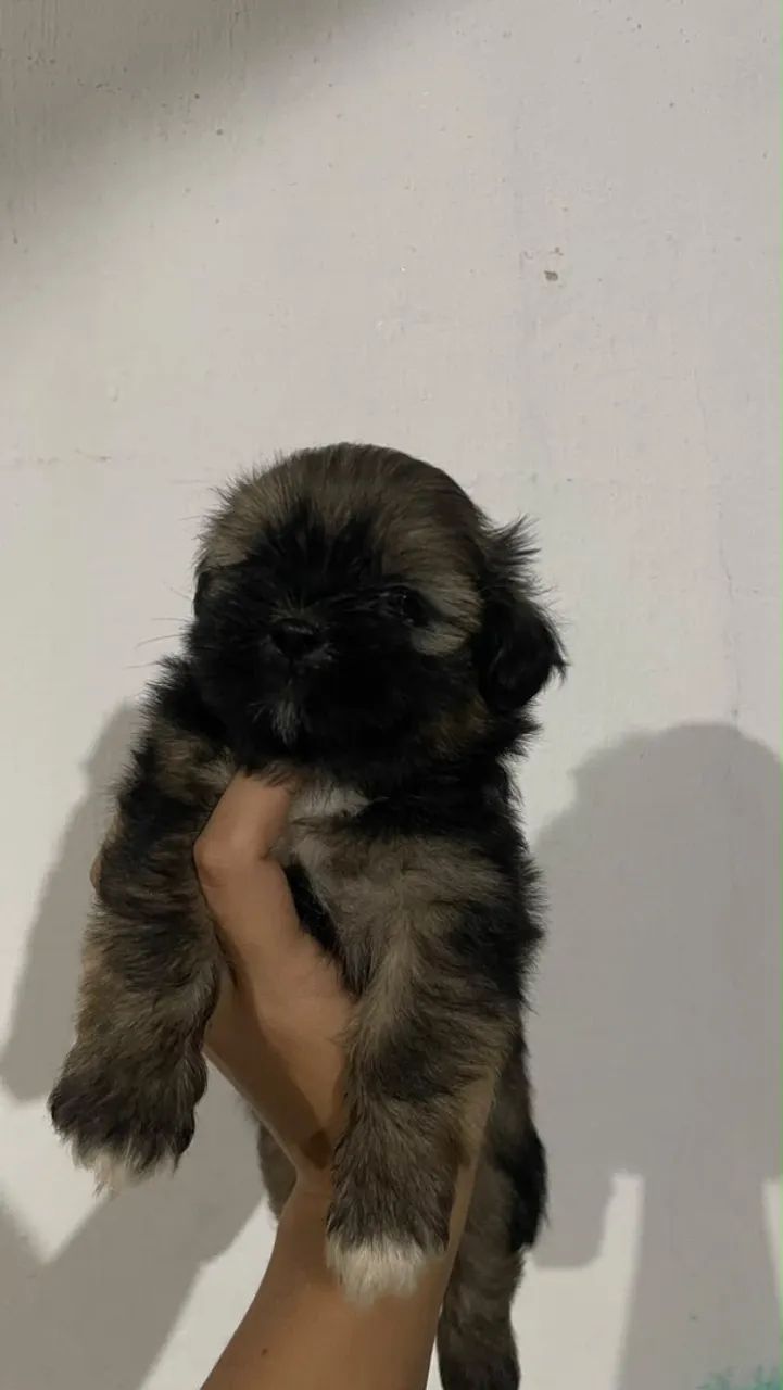 Shih tzu macho  - Foto 2