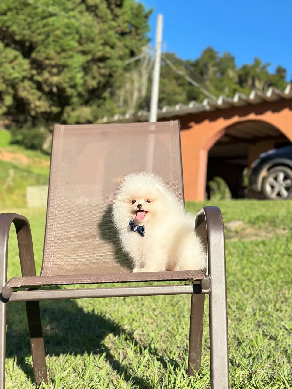 Spitz alemão Ursinho  - Foto 2