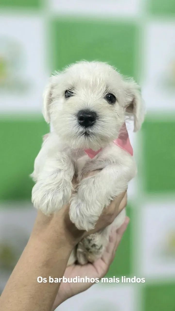 Schnauzer miniatura 