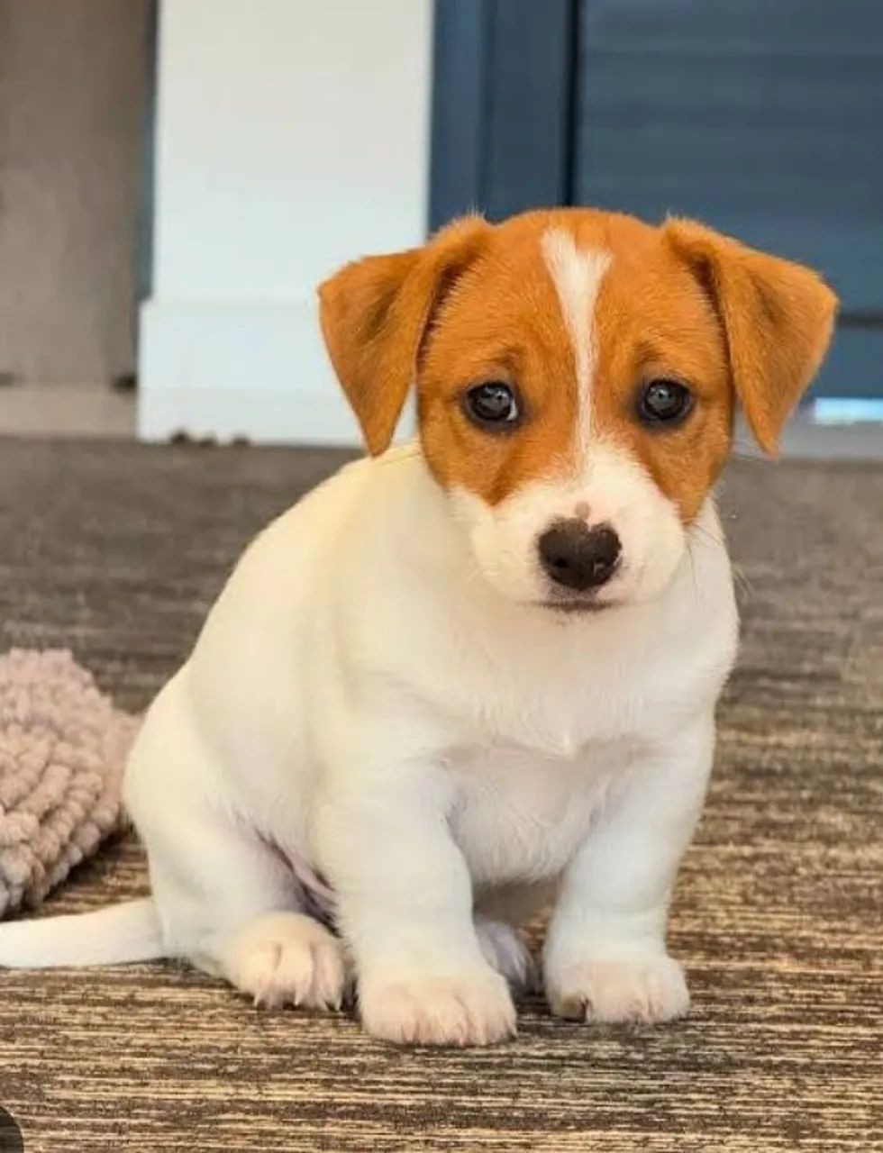 Jack Russel terrier