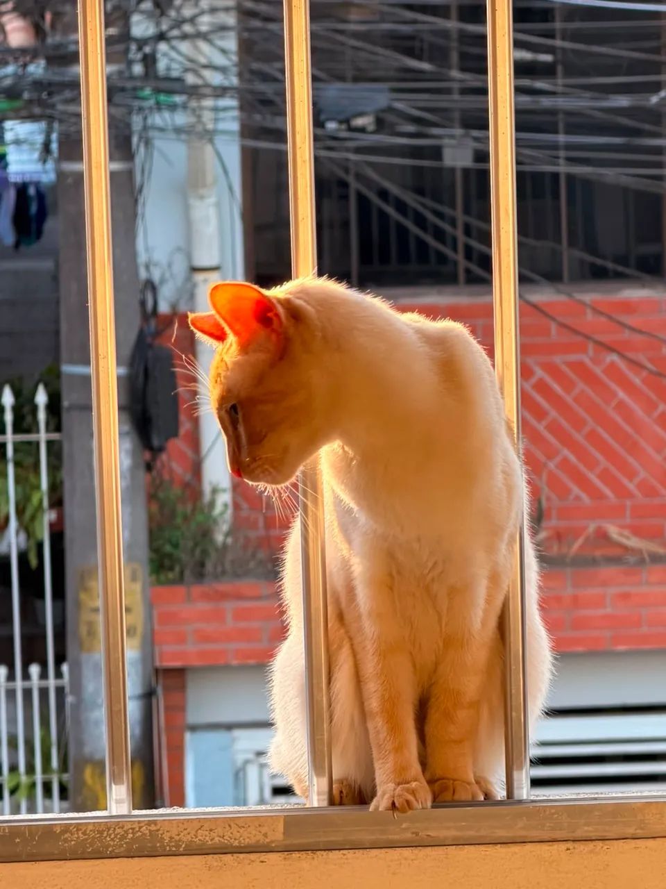 doação gato  - Foto 3