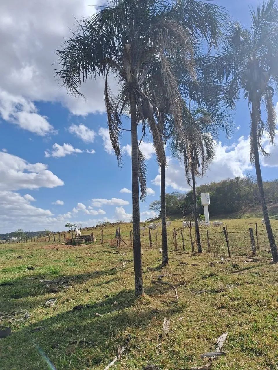 Sítio à Venda. - Foto 2