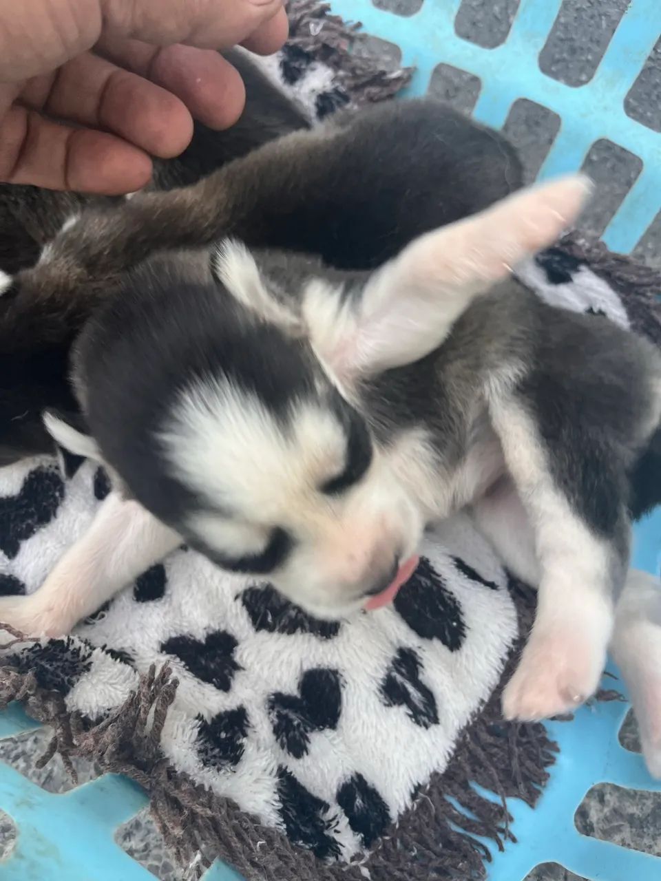 Filhotes de Husky Siberiano  - Foto 2