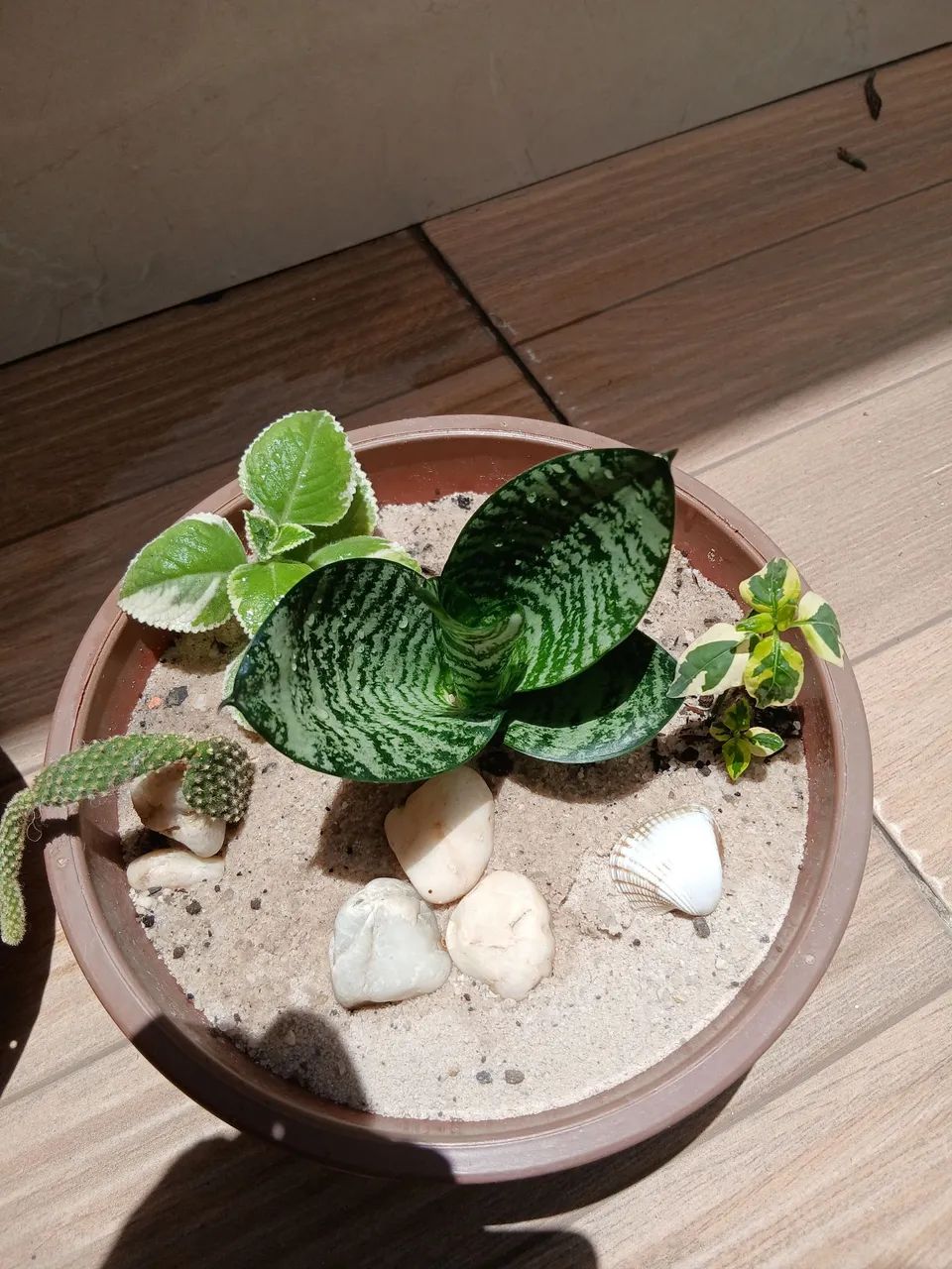 Vende-se plantas e mudas. - Foto 5