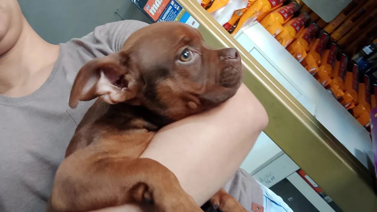 American bully micro - Foto 4