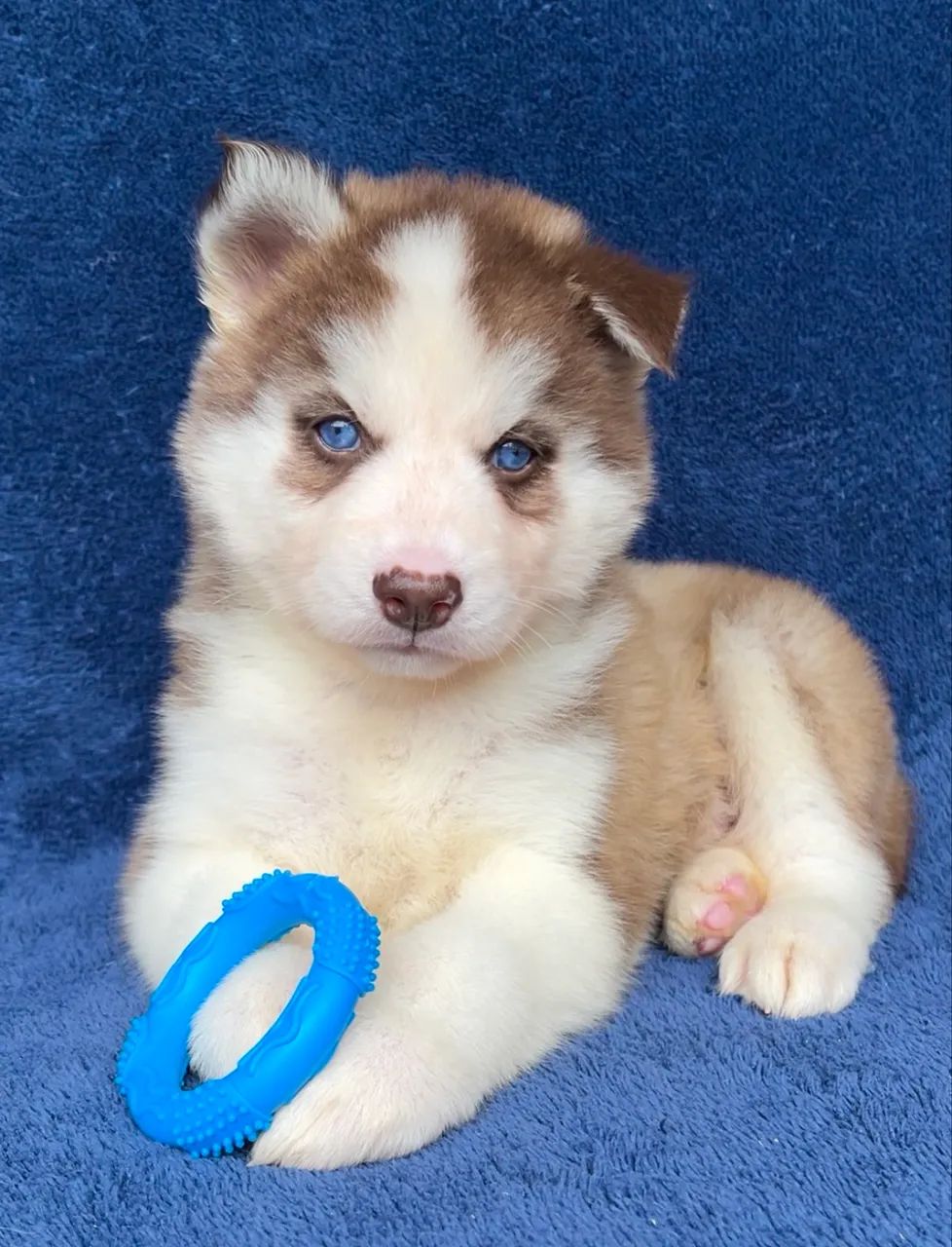 Husky Siberiano  - Foto 4