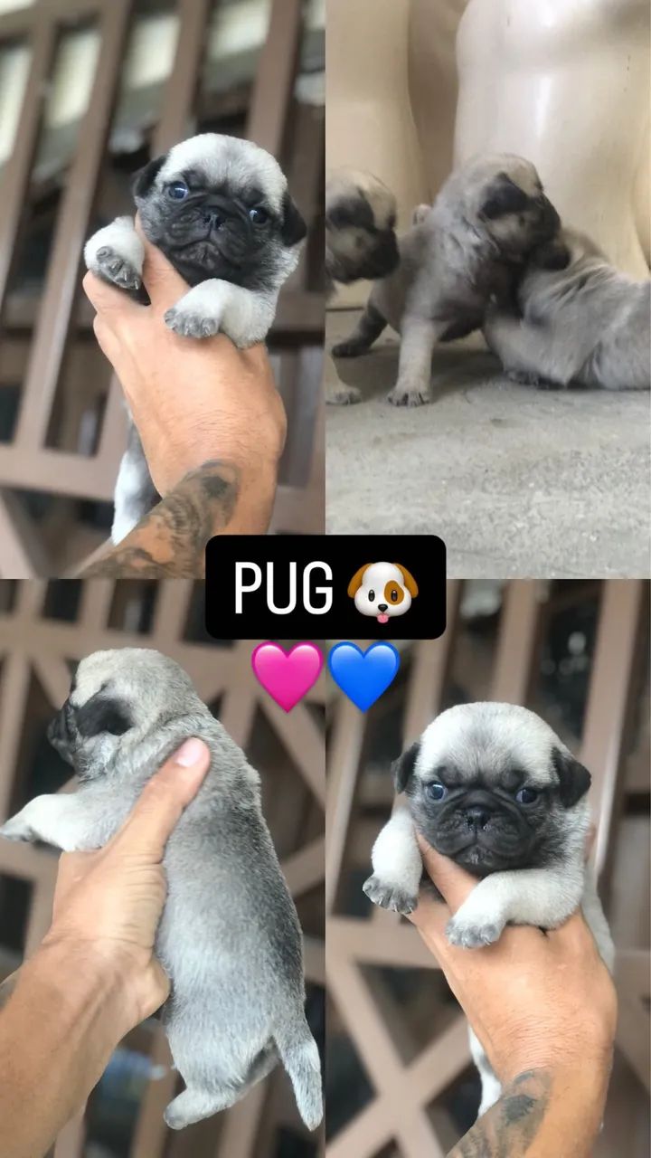 Pug FÊMEA  - Foto 4