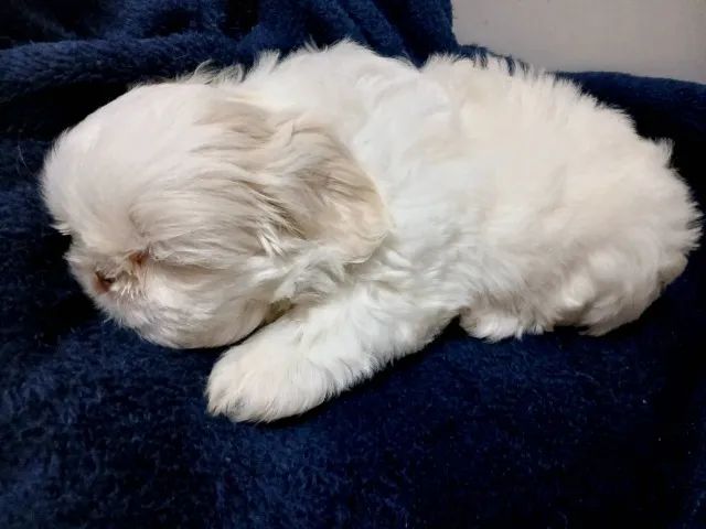 Cachorro raça shitzo  - Foto 5