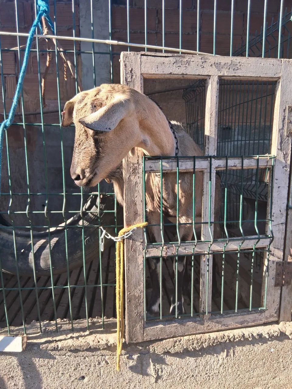 Vendo cabras leiteira  - Foto 6