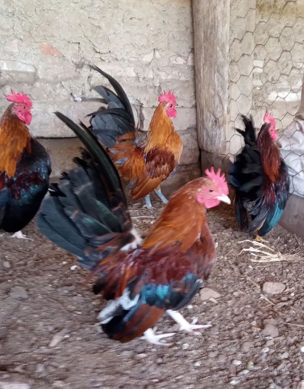 Garnisé Serama  - Foto 2