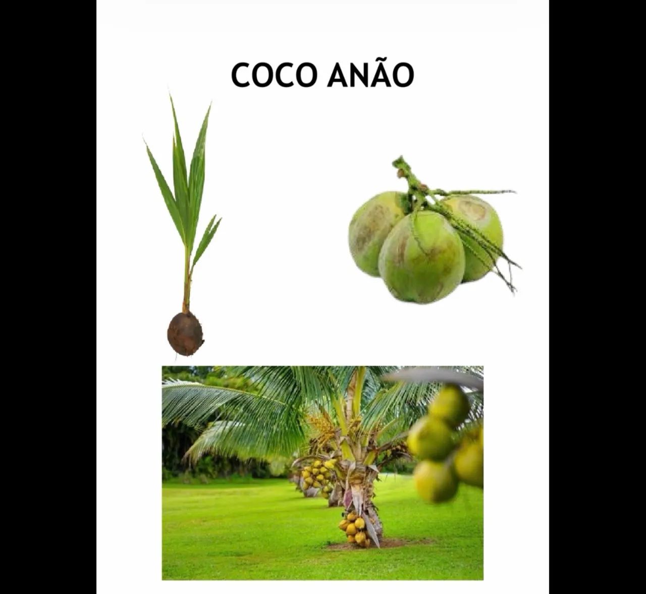 MUDAS FRUTÍFERAS E ORNAMENTAIS  - Foto 2