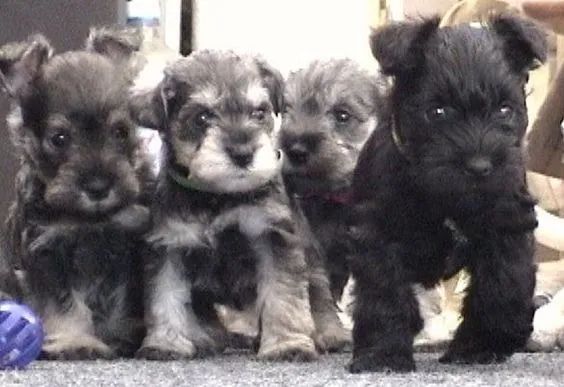 Schnauzer Machos e Femeas - Foto 2