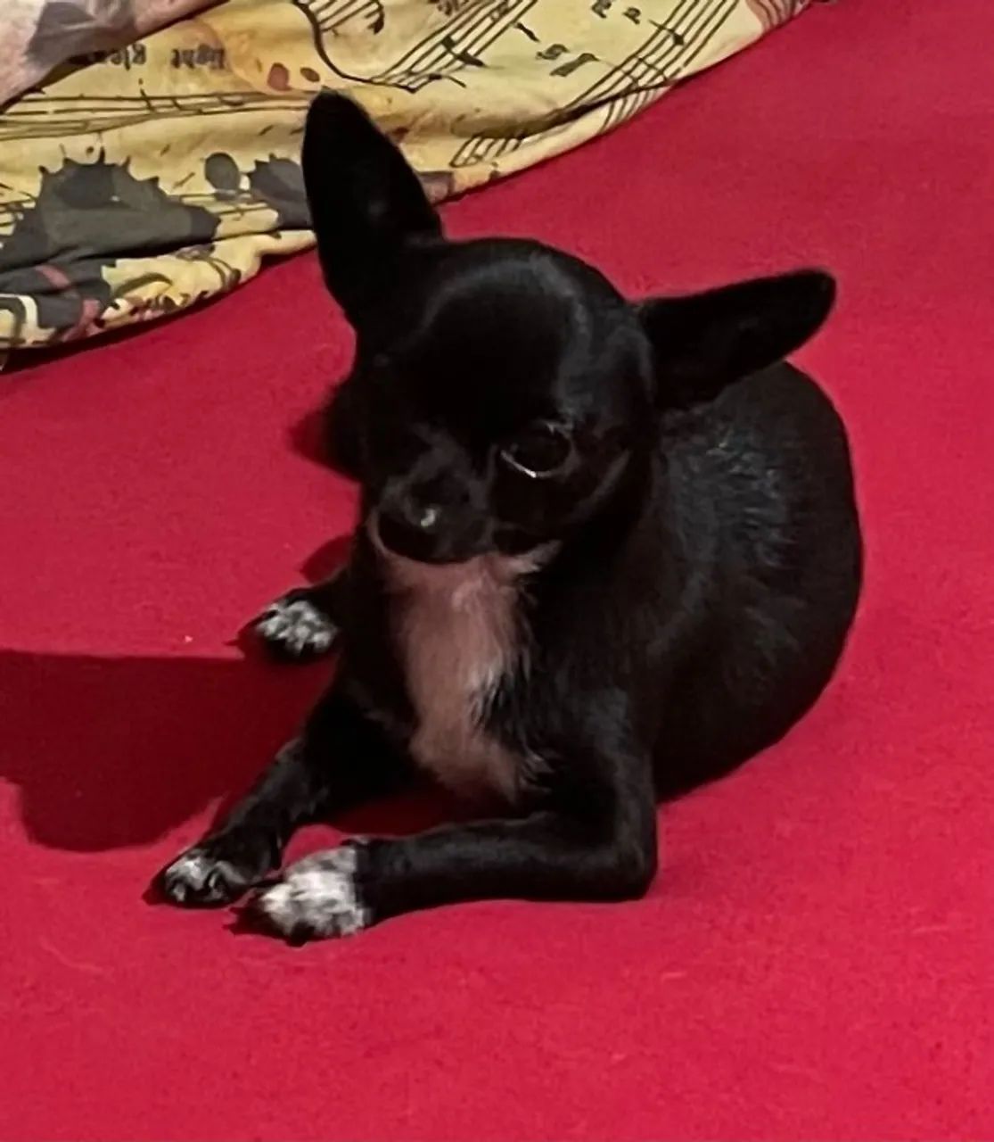 Vendo Cão Chiuaua com 1 ano , pretinho ,por 1200,00. Vacinado e desverminado.