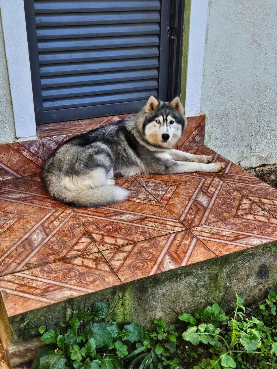 Husky siberiano fêmea 1 ano