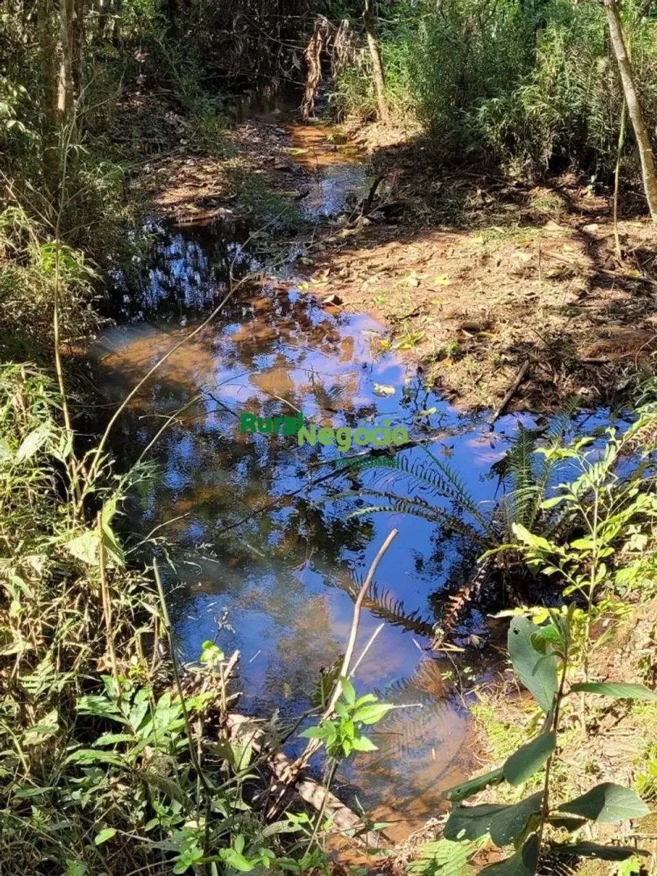 FAZENDA COM PLANTAÇÃO DE EUCALIPTOS EM BRAZÓPOLIS-MG - Foto 3