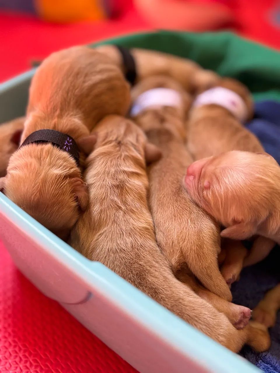 Filhotes de Golden com Pedigree  - Foto 5