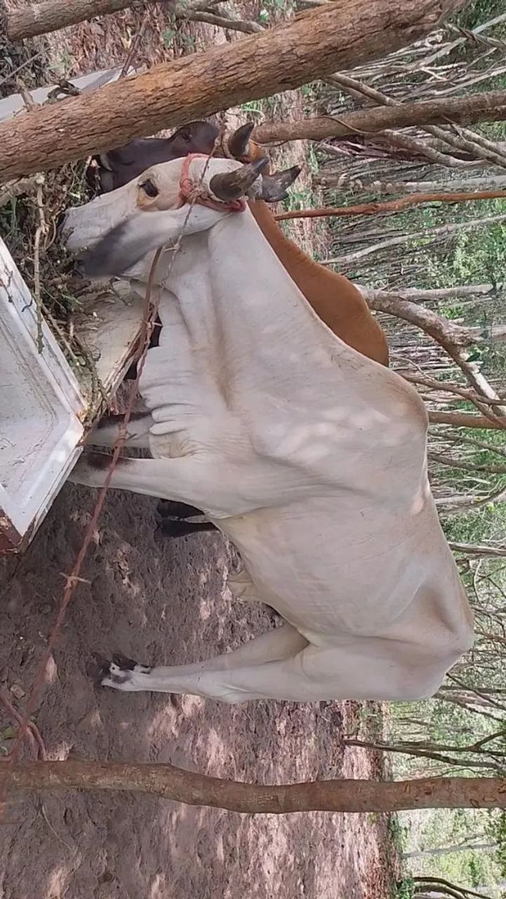 Animal 
