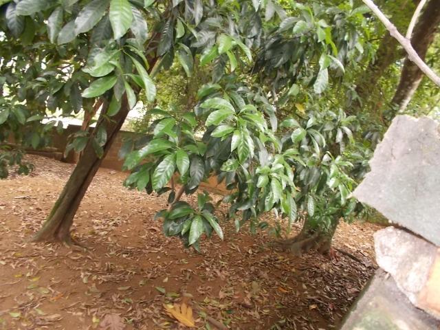 Excelente oportunidade em Campo Grande, Cariacica - Foto 5
