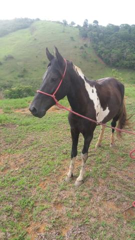 Cavalo Pampa de preto - Foto 3