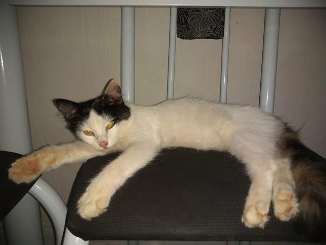 Gata feminina - Foto 2