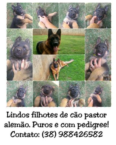 Filhotes De Cães Pastor Alemão Em paracatu