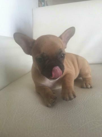 Bulldog francês