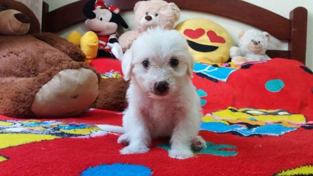 TOP dos top filhotes de poodle toy originais leia