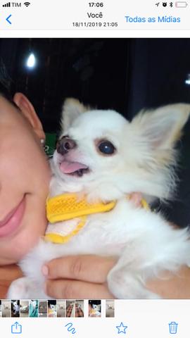Lindo Chihuahua zero