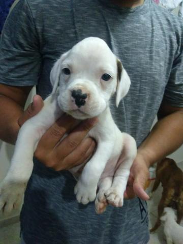 Filhotes de Boxer - Foto 4