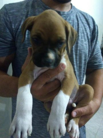 Filhotes de Boxer - Foto 5