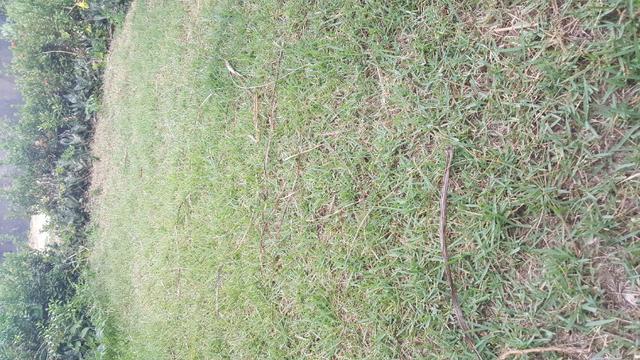 Venda de grama e constrição de jardins - Foto 4