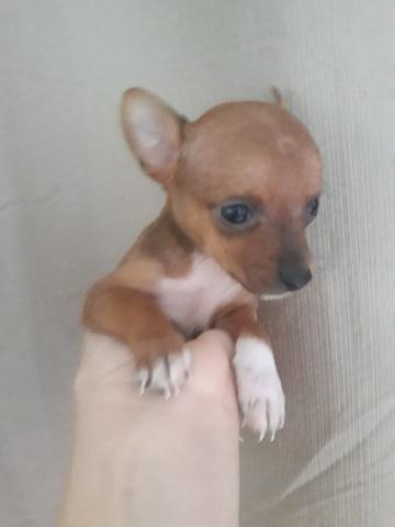 Pischer 0 miniatura
