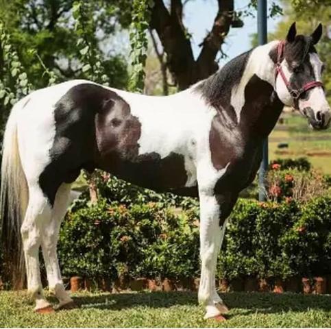 Potra paint horse - Foto 3