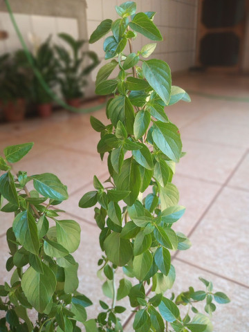 Alfavaca - Foto 4