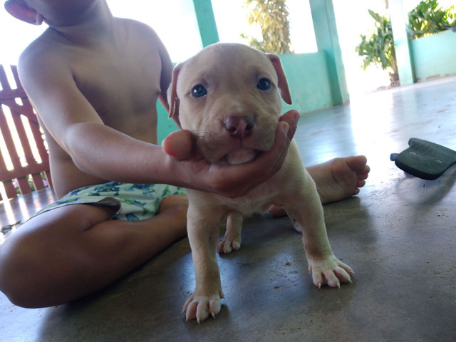 Filhotes Pitbull - Foto 2