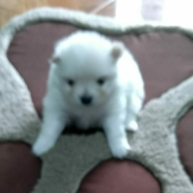 Spitz Alemão - Foto 2