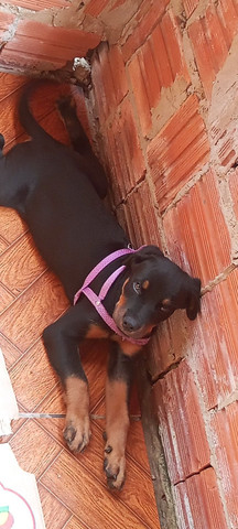 Filhote De Rottweiler fêmea