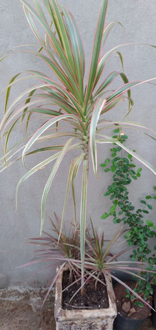 Dracena tricolor já no vaso. - Foto 3